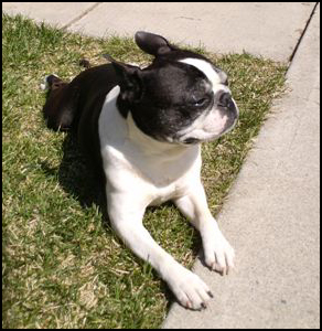 Boston Terrier Club of Canada